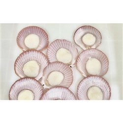 SCALLOPS HALF SHELL STANDARD 3KG # SCHSSTANIA BLUE SEAS