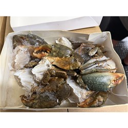 CRAB MUD HALF LARGE 3-5 FROZEN 12KG # CSF7130 COVENTRY