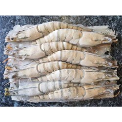 PRAWN WHOLE TIGER RAW 13/15 EX 5KG EXMOUTH #PREXTIWR1M50 MG KAILIS