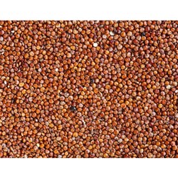 QUINOA RED 25KG
