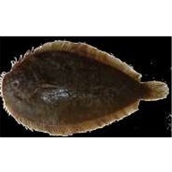 FLOUNDER WHOLE NZ SOLE IMP 10KG # FLOUNDERW TALLEYS