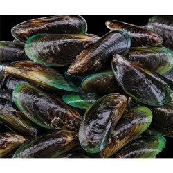 MUSSELS WHOLE SHELL NZ IMP (12 X 1KG) # NZWSM WESTPAC