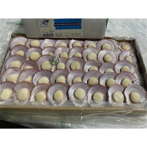 SCALLOPS HALF SHELL STANDARD 3KG # SCHSSTANIA BLUE SEAS
