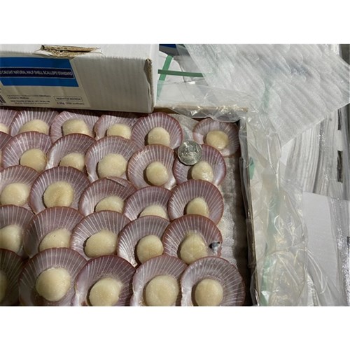 SCALLOPS HALF SHELL STANDARD 3KG # SCHSSTANIA BLUE SEAS