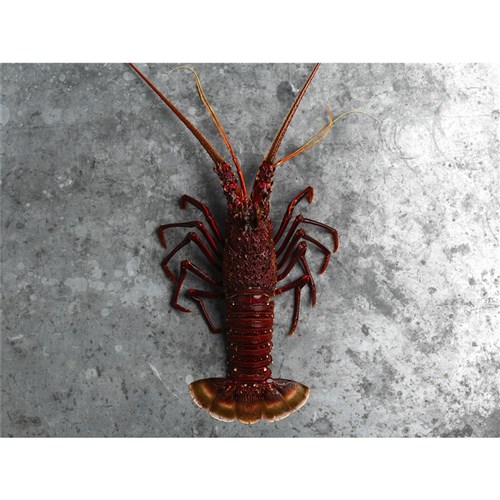 LOBSTER WESTERN ROCK FROZ COOKED SPLIT 48S AUST 9KG # SPBA48 BROLOS