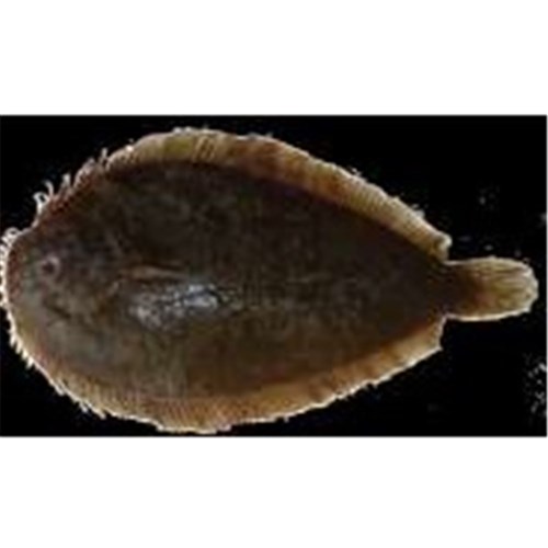 FLOUNDER WHOLE NZ SOLE IMP 10KG # FLOUNDERW TALLEYS